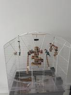 Agapornis + kooi, Dieren en Toebehoren, Vogels | Parkieten en Papegaaien