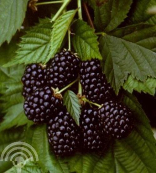 10 stuks Rubus frut. 'Thornfree' Doornloze braam 100-150 CM, Tuin en Terras, Planten | Tuinplanten, Vaste plant, Fruitplanten
