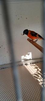 Kapoetsijs man, Mannelijk, Geringd