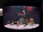 Juwel Trigon 190 Hoek aquarium, Dieren en Toebehoren, Vis, Zoetwatervis