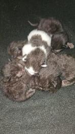 Kittens, Dieren en Toebehoren
