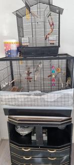 8 agapornis, Geslacht onbekend, Dwergpapegaai of Agapornis