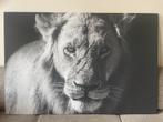 Leeuw Fotocanvas 150x100cm, Ophalen, Gebruikt, 125 cm of meer, Foto of Poster