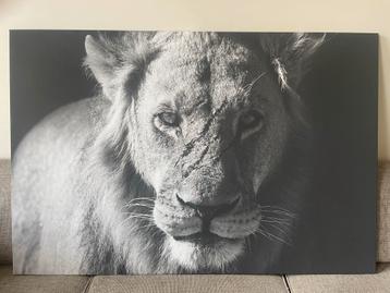 Leeuw Fotocanvas 150x100cm beschikbaar voor biedingen