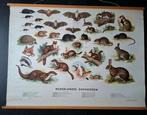 Oude schoolplaat Nederlandse zoogdieren Thieme Zutphen, Ophalen of Verzenden, Natuur en Biologie