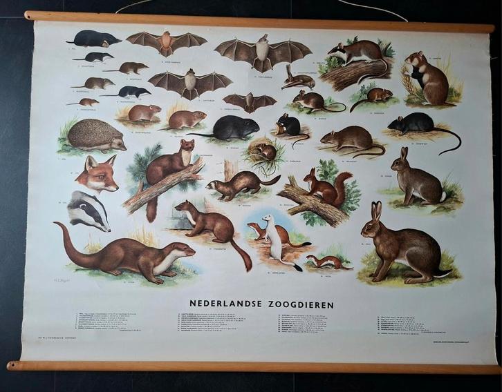 Oude schoolplaat Nederlandse zoogdieren Thieme Zutphen, Antiek en Kunst, Antiek | Schoolplaten, Natuur en Biologie, Ophalen of Verzenden