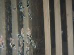 L181 ancistrus peppermint pleco, Vis, Zoetwatervis