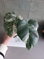 Monstera Variegata stek, Groene kamerplant, Ophalen, Minder dan 100 cm