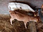 Stier kalveren 12 weken oud, Dieren en Toebehoren