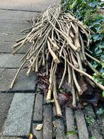 Plataan takken, Tuin en Terras, Planten | Bomen, Bloeit niet, Overige soorten, 100 tot 250 cm, Ophalen