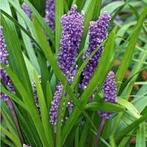 Liriope muscari Big Blue. Leliegras P9, Tuin en Terras, Planten | Tuinplanten, Vaste plant, Siergrassen, Ophalen of Verzenden