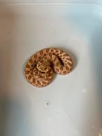 Haakneus hetrodon nasicus, Dieren en Toebehoren, Reptielen en Amfibieën, Slang, 0 tot 2 jaar