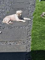 Te koop wegens omstandigheden boomer shitzu, Dieren en Toebehoren, Honden | Niet-rashonden, Rabiës (hondsdolheid), Reu, 1 tot 2 jaar