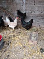 Barnevelder krielen, Dieren en Toebehoren, April, Vrouwelijk