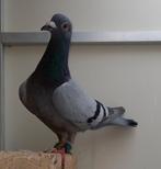 Mooi koppel postduiven, Dieren en Toebehoren, Vogels | Duiven, Meerdere dieren, Postduif