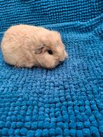 Ch teddy cavia's, Dieren en Toebehoren, Knaagdieren, Cavia, Juni, Mannelijk, Tam