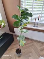 Ficus Lyrata (Vioolplant) - Mooie kamerplant!, Huis en Inrichting, Ophalen, Ficus, 100 tot 150 cm, Halfschaduw