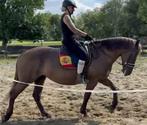 Hobbelen in bak/bos/strand ritjes? dan is dit je match!, Dieren en Toebehoren, Paarden, Minder dan 160 cm, Zadelmak, 7 tot 10 jaar