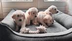 Golden retriever pups / raszuiver, Dieren en Toebehoren, Honden | Retrievers, Spaniëls en Waterhonden, Golden retriever, 8 tot 15 weken