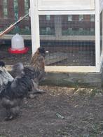 Zijdehoen usa haan, Mannelijk, Kip