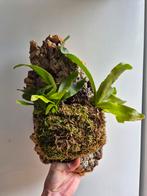 Hertshoorn op kurk, Groene kamerplant, Ophalen of Verzenden, Overige soorten, Minder dan 100 cm