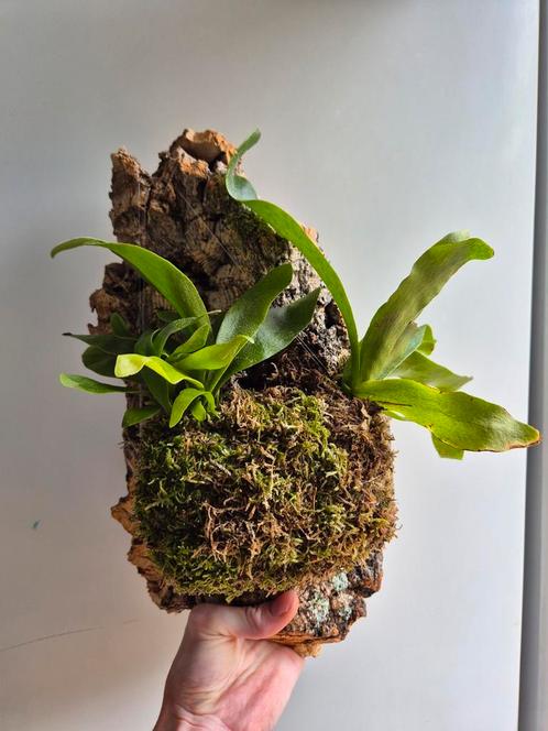Hertshoorn op kurk, Huis en Inrichting, Kamerplanten, Overige soorten, Minder dan 100 cm, Groene kamerplant, Ophalen of Verzenden