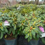 Verschillende soorten Rhododendron, Ophalen