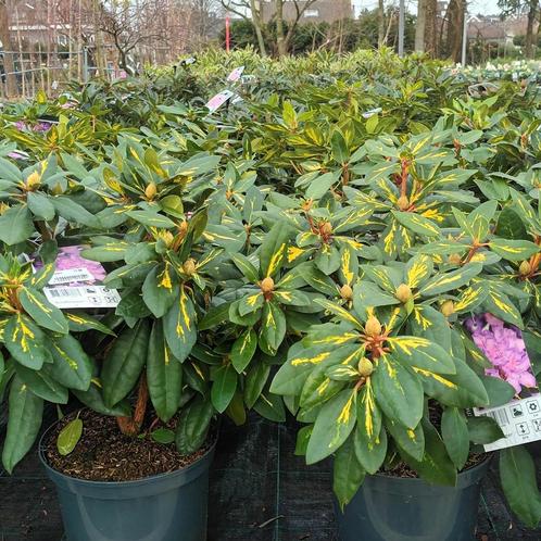 Verschillende soorten Rhododendron, Tuin en Terras, Planten | Tuinplanten, Ophalen