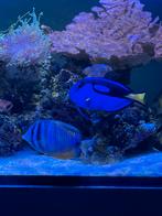 Picasso doktersvis (L), Dieren en Toebehoren, Vissen | Aquariumvissen, Vis
