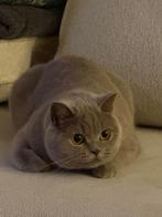 Britse Korthaar - Poes 1jr + spullen, Dieren en Toebehoren, Katten en Kittens | Raskatten | Korthaar, Poes, Gechipt, 0 tot 2 jaar