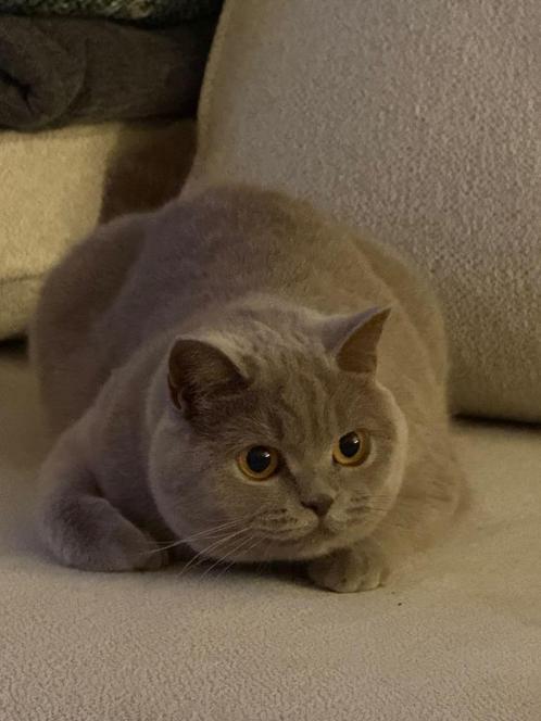 Britse Korthaar - Poes 1jr + spullen, Dieren en Toebehoren, Katten en Kittens | Raskatten | Korthaar, Poes, 0 tot 2 jaar, Gechipt