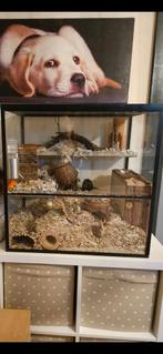 Mooie gerbil / hamster kooi 62x40x60 (hxdxb), Kooi, Minder dan 75 cm, Zo goed als nieuw, Hamster