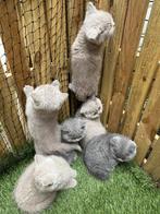 1 poesje (blauwe) en 1 katertje Brits Korthaar – super lief, Dieren en Toebehoren, Katten en Kittens | Raskatten | Korthaar, Meerdere dieren