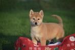 Shiba inu pups direct beschikbaar, Dieren en Toebehoren, Honden | Poolhonden, Keeshonden en Oertypen, België, Rabiës (hondsdolheid)