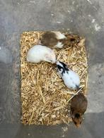 Jonge hamsters, Dieren en Toebehoren, Knaagdieren, Hamster, Augustus, Meerdere dieren, Tam