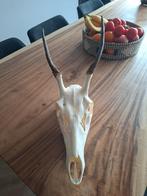 Schedel hert (echt), Ophalen, Nieuw, Hert, Schedel