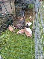 Jonge kalkoenen, Dieren en Toebehoren, Pluimvee, Meerdere dieren, Kip