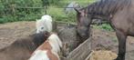 Plek(jes) op mini paddock paradise, Dieren en Toebehoren, Stalling en Weidegang