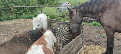 Plek(jes) op mini paddock paradise, Dieren en Toebehoren, Stalling en Weidegang