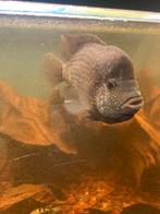 Gratis Cichliden, Dieren en Toebehoren, Vissen | Aquariumvissen, Vis, Zoetwatervis