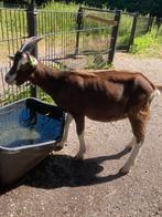 Toggenburger bok, Dieren en Toebehoren, Schapen, Geiten en Varkens, Mannelijk, Geit