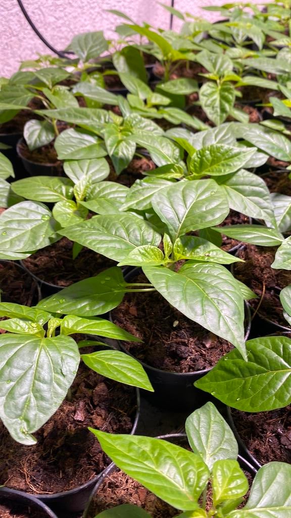 Madame jeanette peper planten, Tuin en Terras, Planten | Tuinplanten, Ophalen, Eenjarig, Groenteplanten, Volle zon