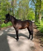 Dartmoor jaarling merrie, Onbeleerd, B pony (1.17m tot 1.27m), Merrie, 0 tot 2 jaar