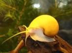 Goud gele appelslak, Slak of Weekdier, Zoetwatervis