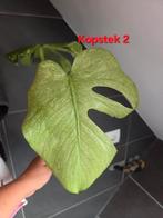 Monstera Deliciosa Mint kopstekken., Huis en Inrichting, Ophalen of Verzenden, Halfschaduw, Minder dan 100 cm