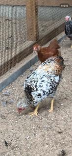 Toompje Wyandotte krielen, Dieren en Toebehoren, Meerdere dieren, Kip