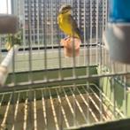 Mozambiquesijs man 2023, Dieren en Toebehoren, Vogels | Overige Vogels, Mannelijk, Tropenvogel, Geringd