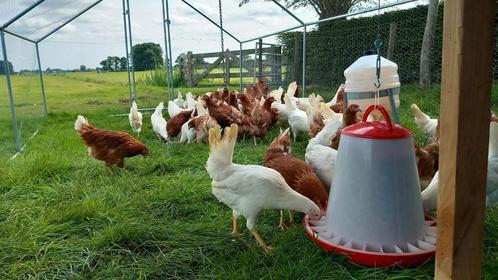 Legkippen te koop zowel witte als bruine., Dieren en Toebehoren, Pluimvee, Kip, Vrouwelijk
