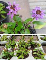 Prunella Grandiflora Bijenkorfje vlinders insect bodembedek, Ophalen, Bodembedekkers, Vaste plant, Halfschaduw