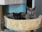 Super lief zwart katertje, Dieren en Toebehoren, Katten en Kittens | Overige Katten, Kater